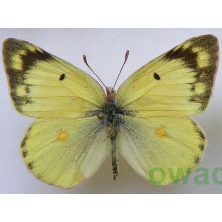 Colias erate poligraphus Motschulsky, 1860 Russia
